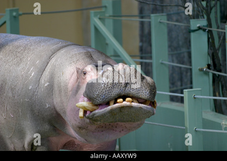 Nilpferd Hippopotamus amphibische; Auch genannt: Hippo Stockfoto