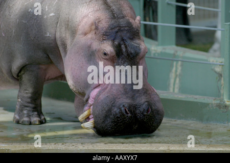 Nilpferd Hippopotamus amphibische; Auch genannt: Hippo Stockfoto