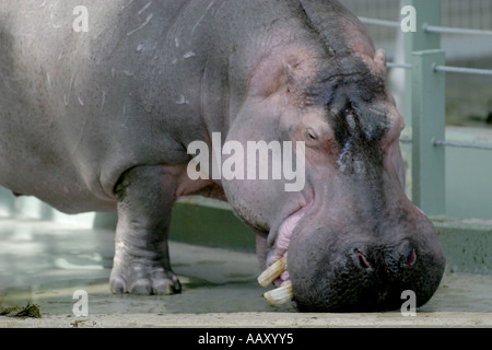 Nilpferd Hippopotamus amphibische; Auch genannt: Hippo Stockfoto