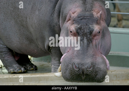 Nilpferd Hippopotamus amphibische; Auch genannt: Hippo Stockfoto