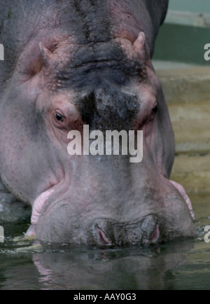 Nilpferd Hippopotamus amphibische; Auch genannt: Hippo Stockfoto
