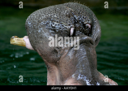 Nilpferd Hippopotamus amphibische; Auch genannt: Hippo Stockfoto