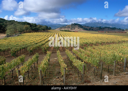 Wein wächst Grape Weinberge in der Welt berühmten Napa Valley Region Nord-Kalifornien Stockfoto