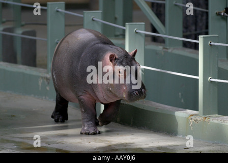 Nilpferd Hippopotamus amphibische; Auch genannt: Hippo Stockfoto