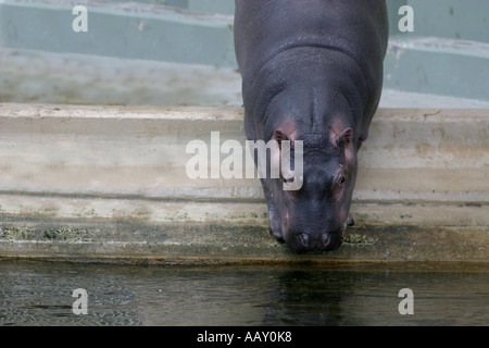 Nilpferd Hippopotamus amphibische; Auch genannt: Hippo Stockfoto