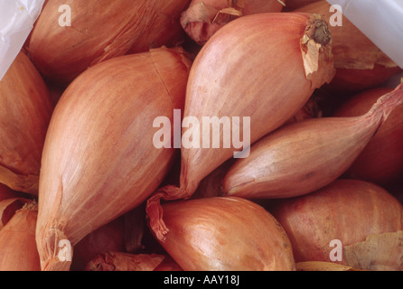 Allium Cepa var. Aggregatum "Mikor" Nahaufnahme von Jersey eine halbe Schalotte long-Typ in einer Tasche, bereit für die Bepflanzung setzt. Stockfoto