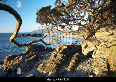 der zerklüfteten Küste am Waihau Bucht mit großen Pohutukawa-Bäume Stockfoto