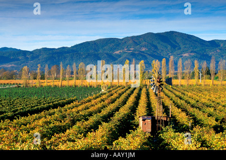 alte Zeit Windmühle in den Trauben Weinbergen des Napa Valley in Kalifornien mit strahlendem Sonnenschein und Herbstfarben horizontale Stockfoto