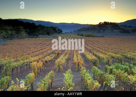 Sonnenuntergang bei der Ernte mit Herbstfarben in Napa Tal Wein Weinberge in California Weinbauregion horizontale Stockfoto