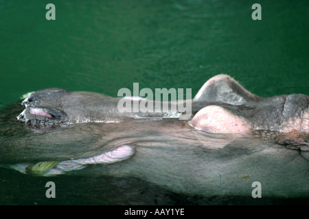 Nilpferd Hippopotamus amphibische; Auch genannt: Hippo Stockfoto