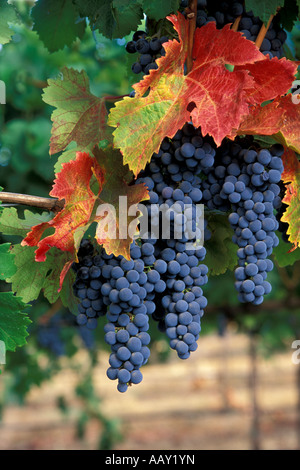 große Gruppen von saftigen Weintrauben reif für die Ernte in den Weinbergen von Kalifornien Wein Anbaugebiet vertikale Stockfoto