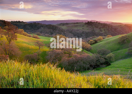 Grüne Hügel und Tal bei Sonnenuntergang am Mount Diablo State Park California horizontale Stockfoto