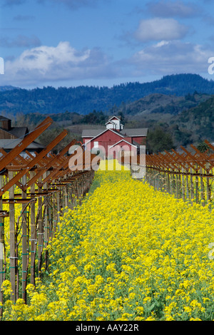 rote Scheune in einem Feld von Senf im Napa Valley im Frühjahr zeigt Weinreben vertikale Stockfoto