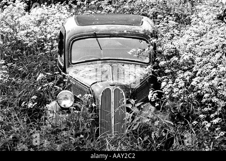 Ein altes Ford Auto liegt unter der Kuh Petersilie in einem Obstgarten in Broughton rosten. Stockfoto