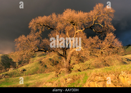 riesige alte Eiche mit roten Sonnenlicht auf Hügel bei einem Wintersturm in Kalifornien horizontale Stockfoto