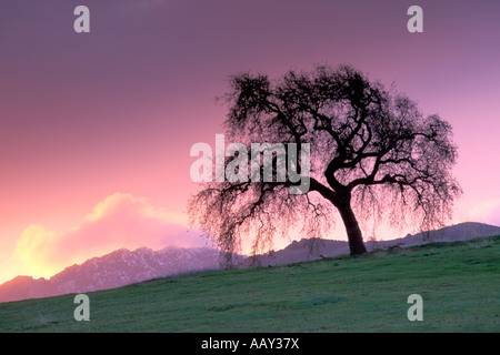 Silhouette des einsamen Eiche im Winter auf Mount Diablo in California Ausläufern bei Sonnenaufgang horizontale Stockfoto