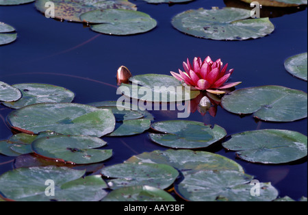 Magenta Seerose unter Pads Stockfoto