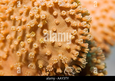 Closeup Soft "Leder Coral" Sarcophyton mit Polypen verschiedene Phasen der Erweiterung Rotes Meer-Ägypten Stockfoto