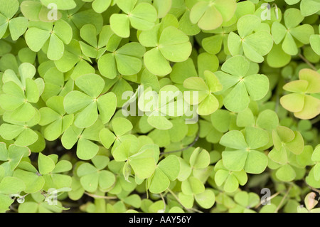 Blick von oben auf die grünen Blätter des europäischen Wasserklee (Marsilea quadrifolia), einer Art von Wasserfarn aus der Familie der Marsileaceae. Stockfoto
