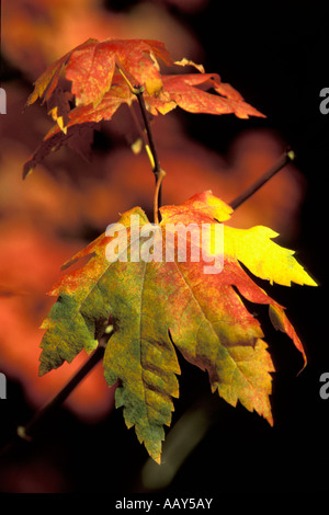Porträt von Ahornblatt in herbstlichen Farben des Herbstes in den California Ausläufern vertikale hautnah Stockfoto
