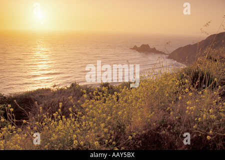 Wilder Senf Wildblumen wachsen entlang der pazifischen Westküste in Kalifornien in der Nähe von Pacifica Stockfoto