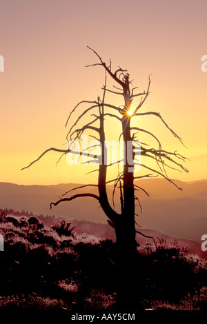 Silhouette der alten Bristlecone Kiefer in der weißen Berge von Kalifornien Eastern Sierra Stockfoto