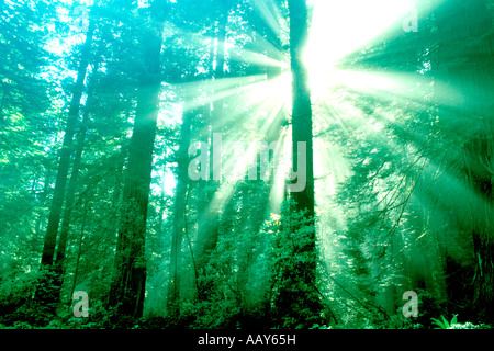 Spirituellen mystischen Lichtstrahlen in Redwood Tree Forest Redwood Nationalpark Kalifornien horizontal Stockfoto