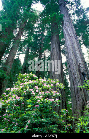 Redwood-Bäume im Redwood National Forest mit Rhododendron Blüten California vertikale Stockfoto