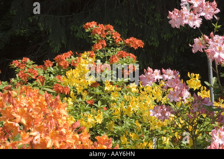 Leuchtende rosa, gelbe und rote Azalea Rhododendron Blumen blühen in einem üppigen Garten in der Nähe und zeigen eine Vielzahl von bunten Blüten in der Natur. Stockfoto