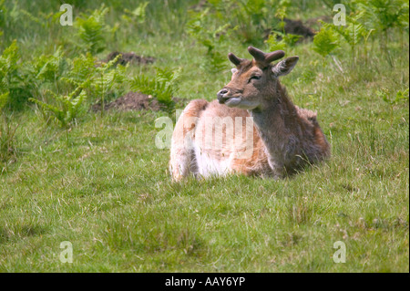 Damwild zu essen, wie es auf dem Boden aufliegt Stockfoto