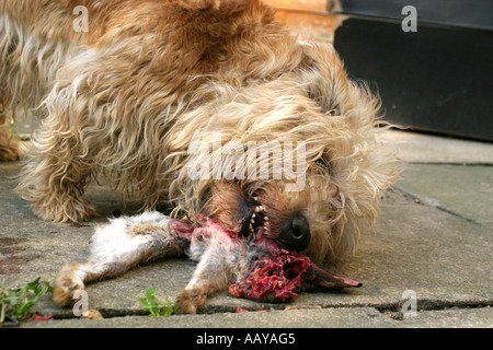 Glen von Imaal Terrier Stockfoto