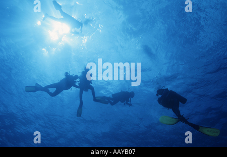 Scuba-Taucher schwimmen über Palancar Riff in der Nähe von Insel Cozumel, Mexiko. Stockfoto