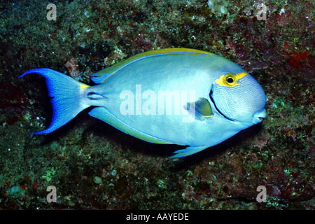 Augenstreifen-Doktorfisch Acanthurus Dussumieri Kauai Hawaii Stockfoto