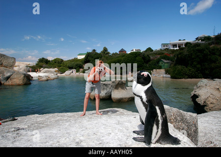 SA Simon s Stadt Boulders Strand Jackass Penguin auf Felsen Tourist fotografiert Stockfoto