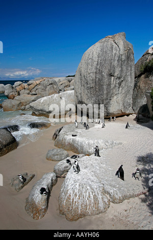 SA Simon s Stadt Boulders beach Jackass Pinguin Kolonie Felsen Stockfoto
