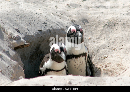 SA Simon s Stadt Boulders Strand Jackass Pinguin Kolonie paar im nest Stockfoto