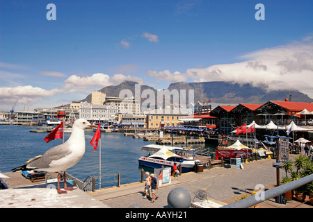 Südafrika Kapstadt Victoria Albert Waterfront Pier Möwe Stockfoto