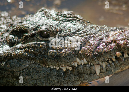 Südafrika Outdshorn Wildpark Krokodil Stockfoto