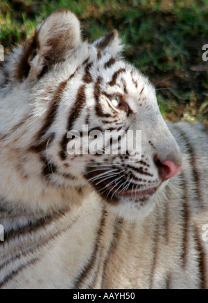 Südafrika Outdshorn Wildpark weiße tiger Stockfoto