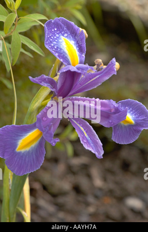 Iris Iridaceae Gattung der aufrechten Seerosengewächse oder knolligen Stauden Stockfoto