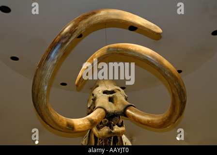 Kolumbianischen Mammut, Mammuthus Columbi, Skelett mit Stoßzähnen von La Brea Tar Pits, Page Museum, Los Angeles Stockfoto