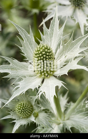 riesigen Meer Holly oder Miss Willmotts Ghost - Apiaceae - Eryngium giganteum Stockfoto