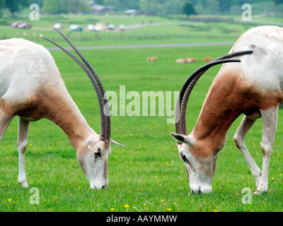 Zwei Krummsäbel gehörnte Oryx-Antilopen grasen zusammen in Longleat Safari park Stockfoto