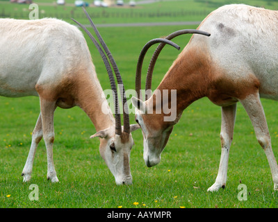 Zwei Krummsäbel horned Oryx einander zugewandt, Longleat Safari Park Stockfoto