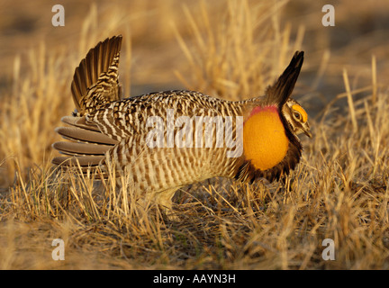 Eine männliche größere Prairie Chicken zeigt in einem Lek Bluestem Prairie Glyndon Minnesota Stockfoto