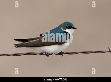 Ein Baum schlucken sitzt auf einem Stacheldraht an Arrowwood National Wildlife Refuge Stockfoto