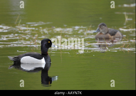 Ring necked Enten in einem Sumpf in Tamarac National Wildlife Refuge-Minnesota Stockfoto