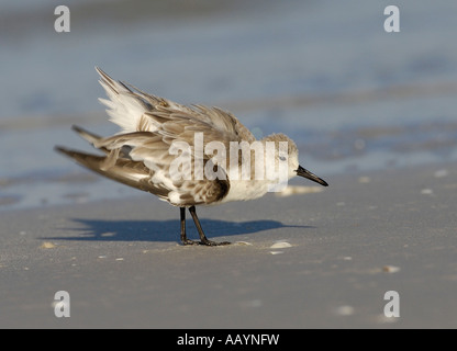 Sanderling Schlichtkleid Gefieder putzen am Strand von Fort DeSoto Park, Tierra Verde, Florida Stockfoto