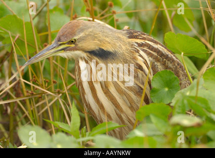 Amerikanische Rohrdommel Nahrungssuche an Paynes Prairie Florida Stockfoto