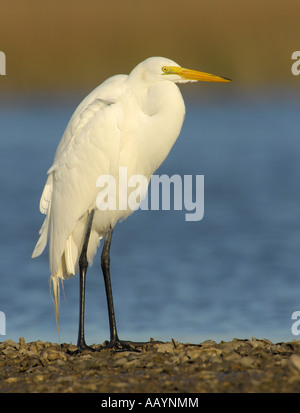 Silberreiher auf Nahrungssuche am unteren Suwannee National Wildlife Refuge Chiefland Florida Stockfoto